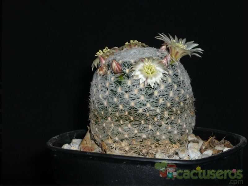 A photo of Mammillaria duwei