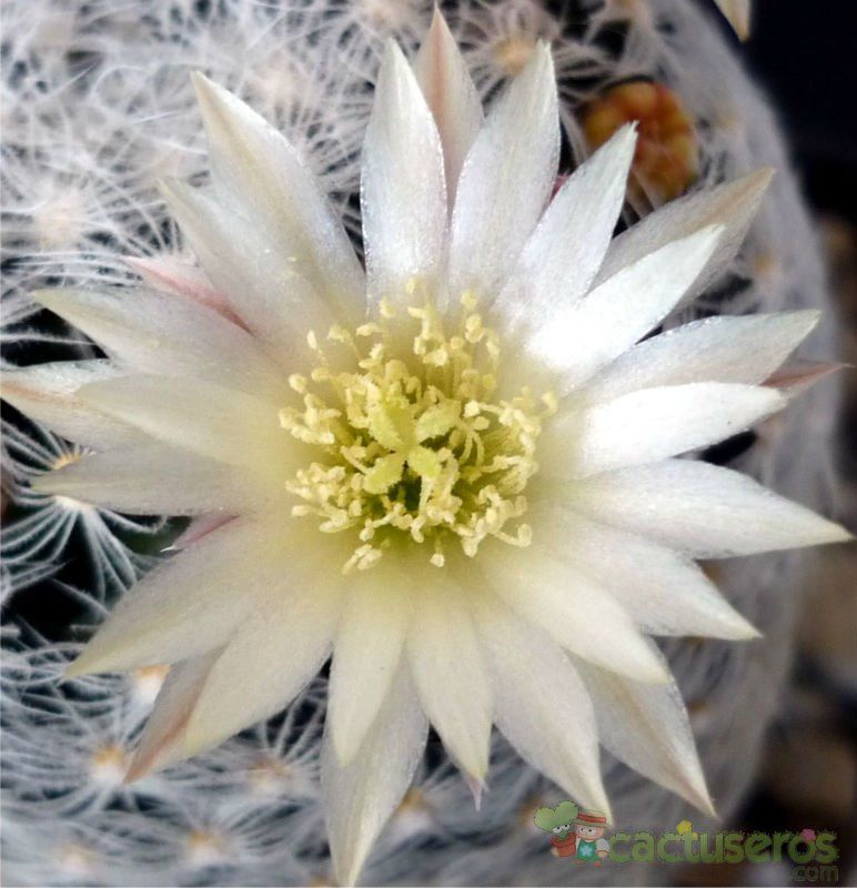 A photo of Mammillaria duwei