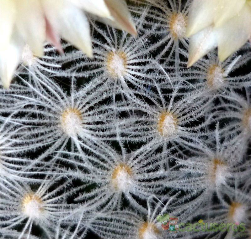 A photo of Mammillaria duwei