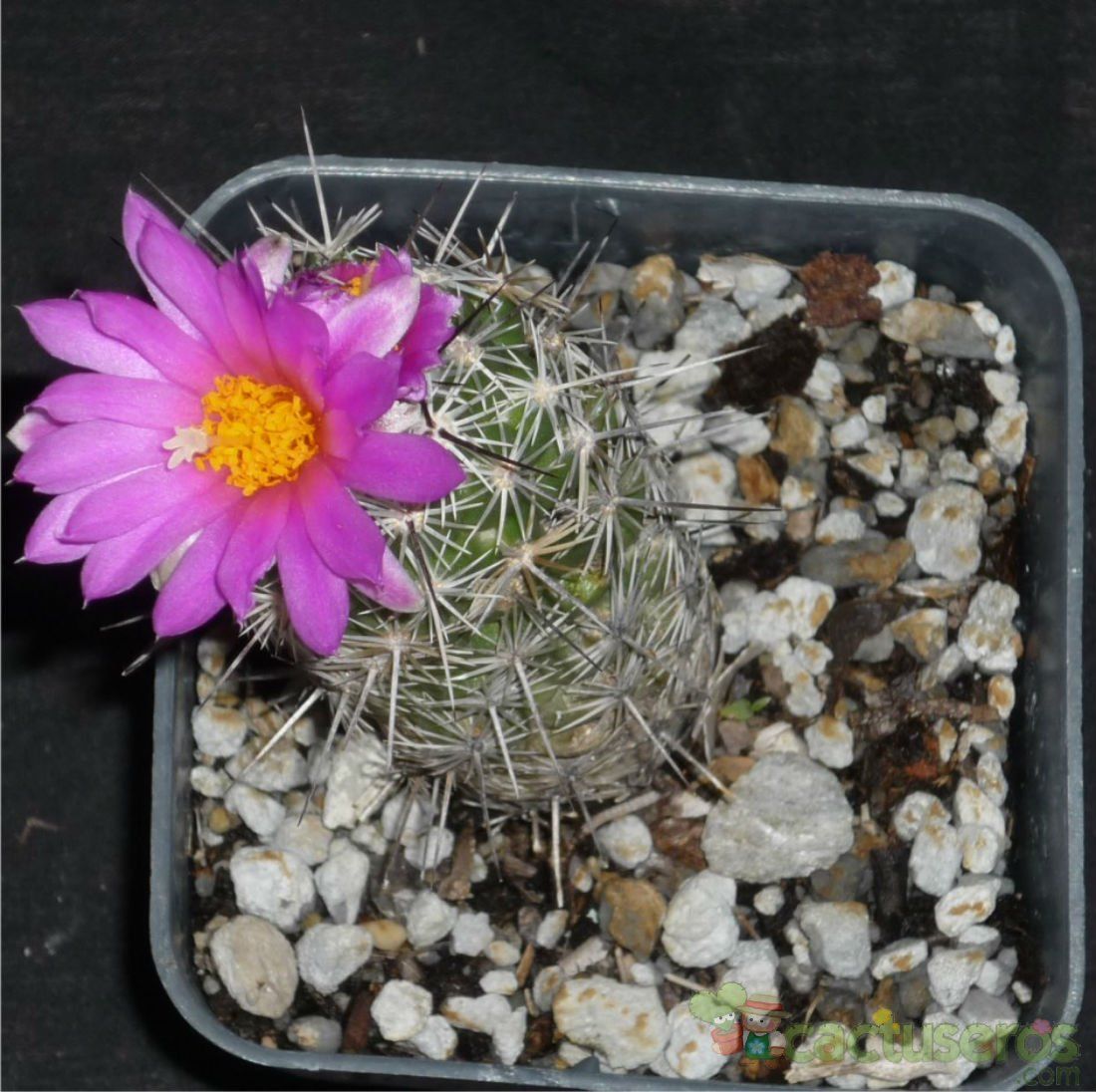 A photo of Neolloydia conoidea