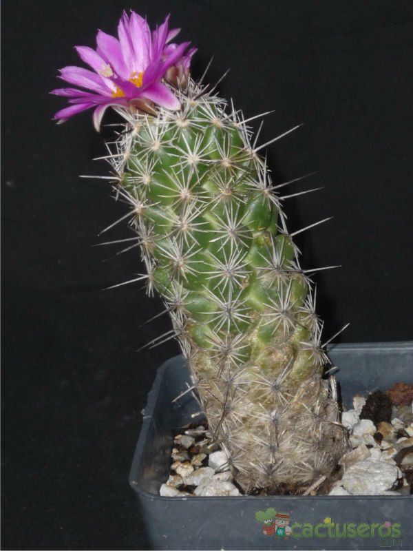 A photo of Neolloydia conoidea