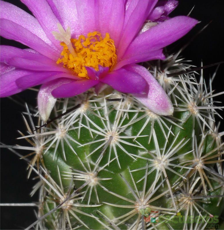 A photo of Neolloydia conoidea