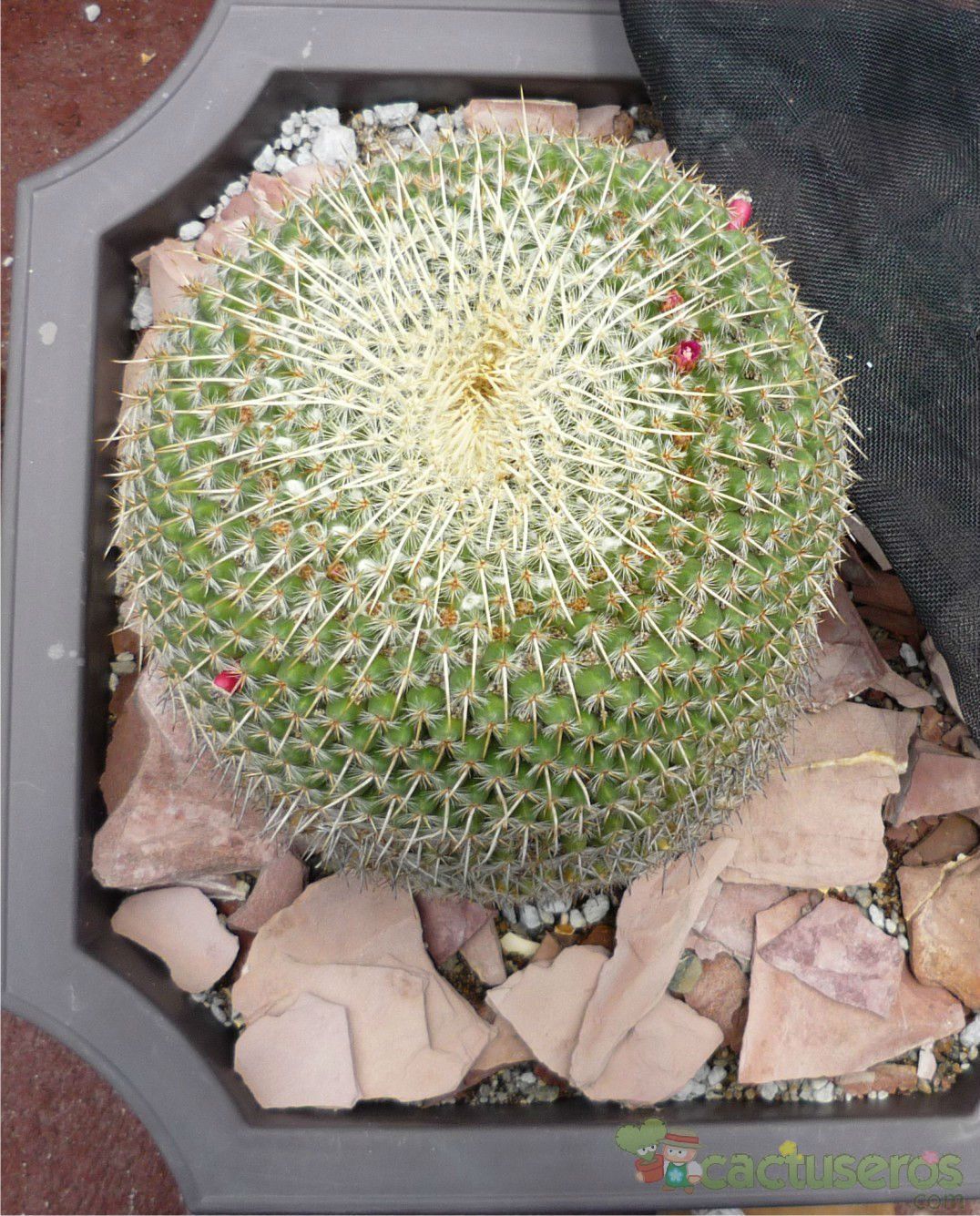 Una foto de Mammillaria muehlenpfordtii