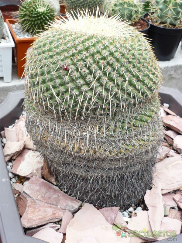Una foto de Mammillaria muehlenpfordtii