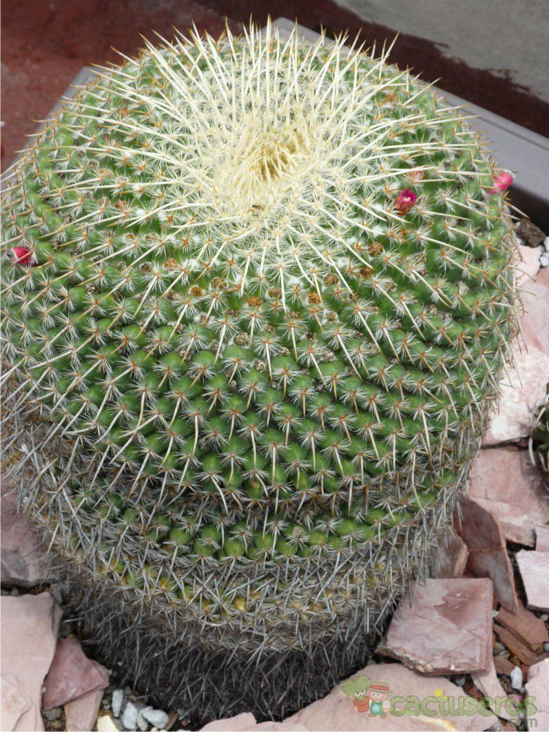 Una foto de Mammillaria muehlenpfordtii