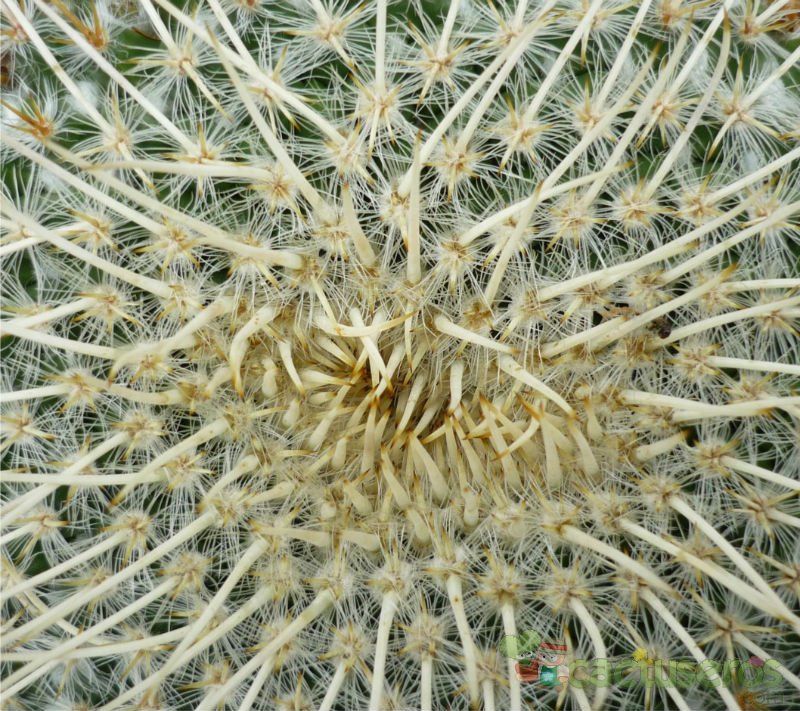 Una foto de Mammillaria muehlenpfordtii