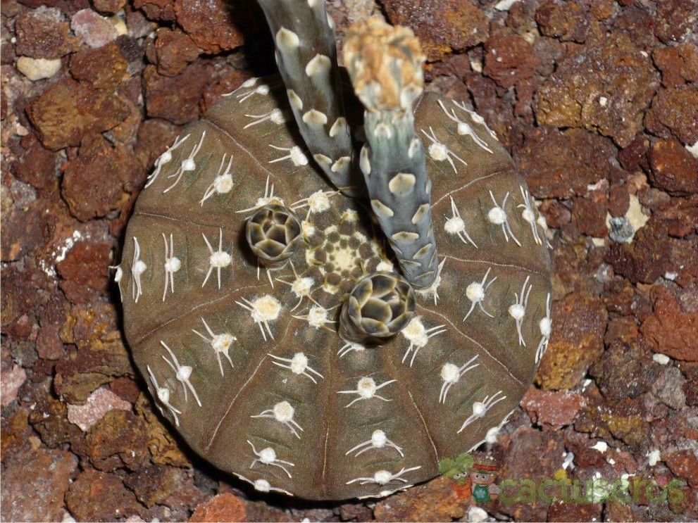 Una foto de Gymnocalycium ragonesei