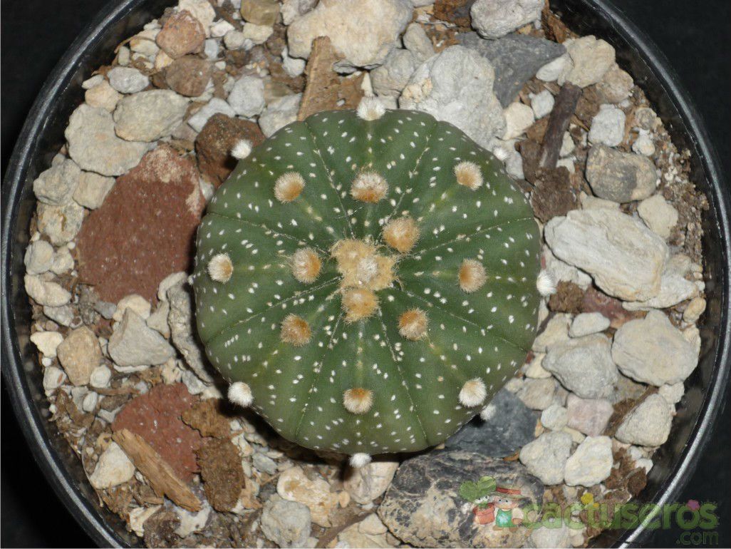 A photo of Astrophytum asterias