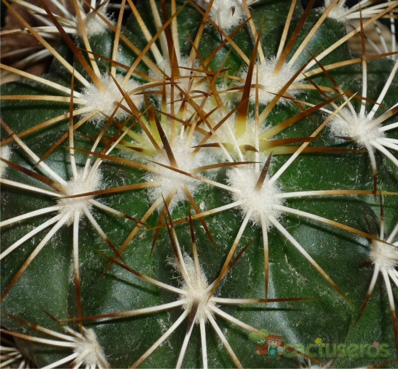 Una foto de Turbinicarpus horripilus