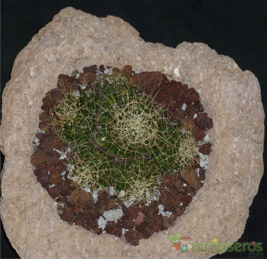 A photo of Mammillaria decipiens ssp. camptotricha