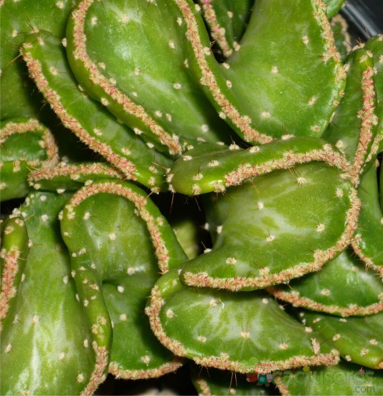 A photo of Opuntia monacantha fma. variegada crestada
