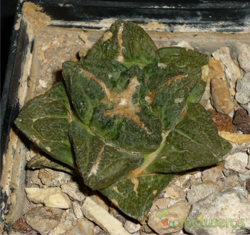 Una foto de Ariocarpus fissuratus subsp. fissuratus