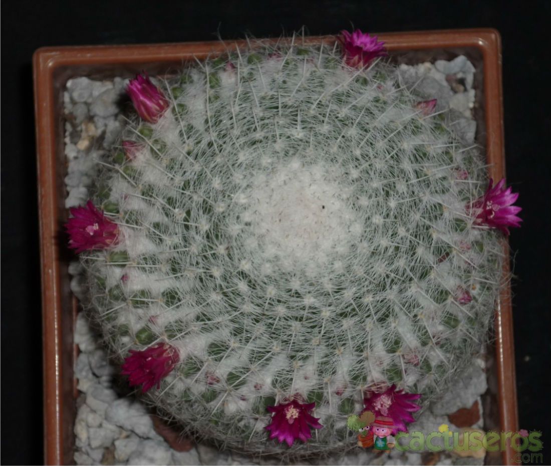 A photo of Mammillaria hahniana ssp. bravoae