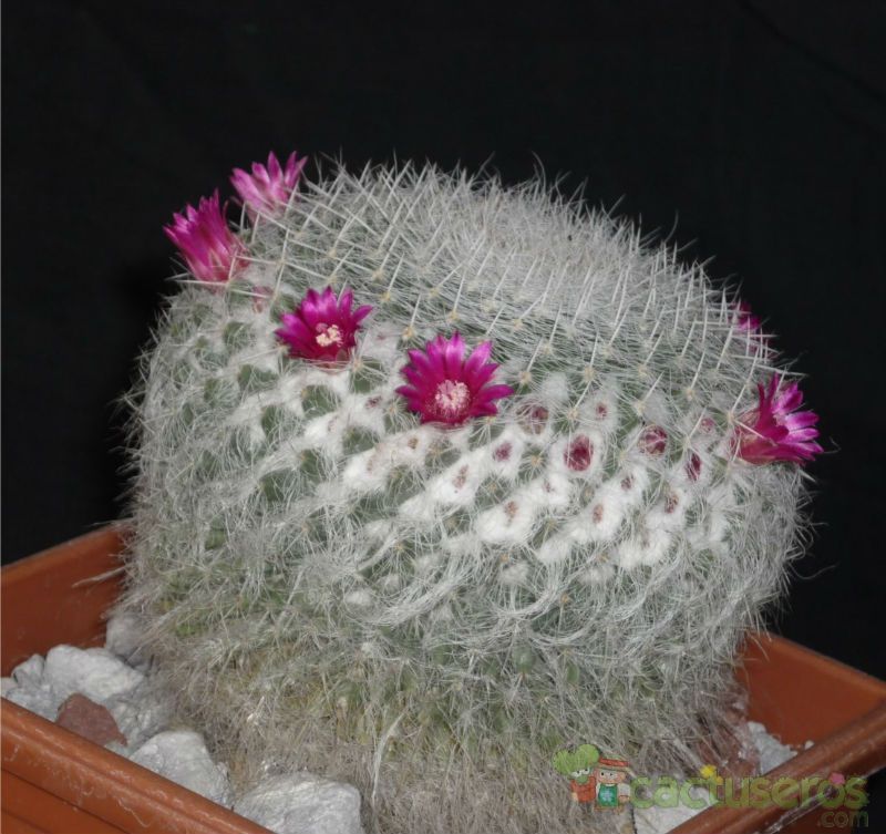 A photo of Mammillaria hahniana ssp. bravoae
