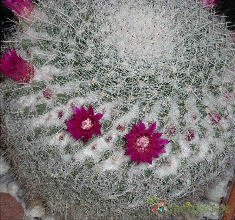 A photo of Mammillaria hahniana ssp. bravoae