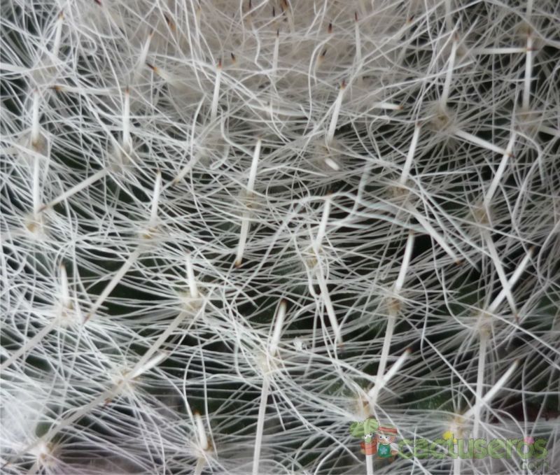 A photo of Mammillaria hahniana ssp. bravoae