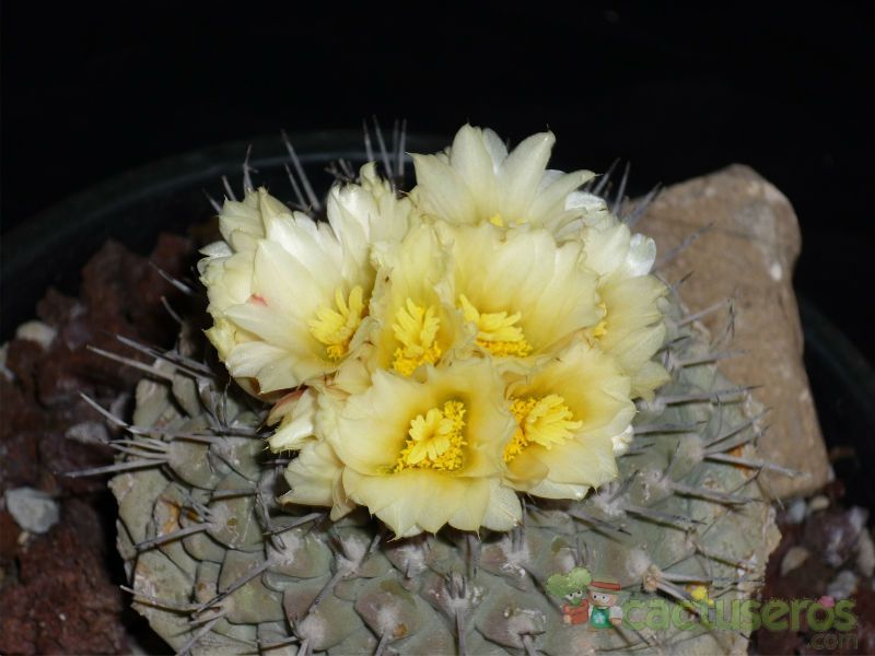 Una foto de Strombocactus corregidorae  