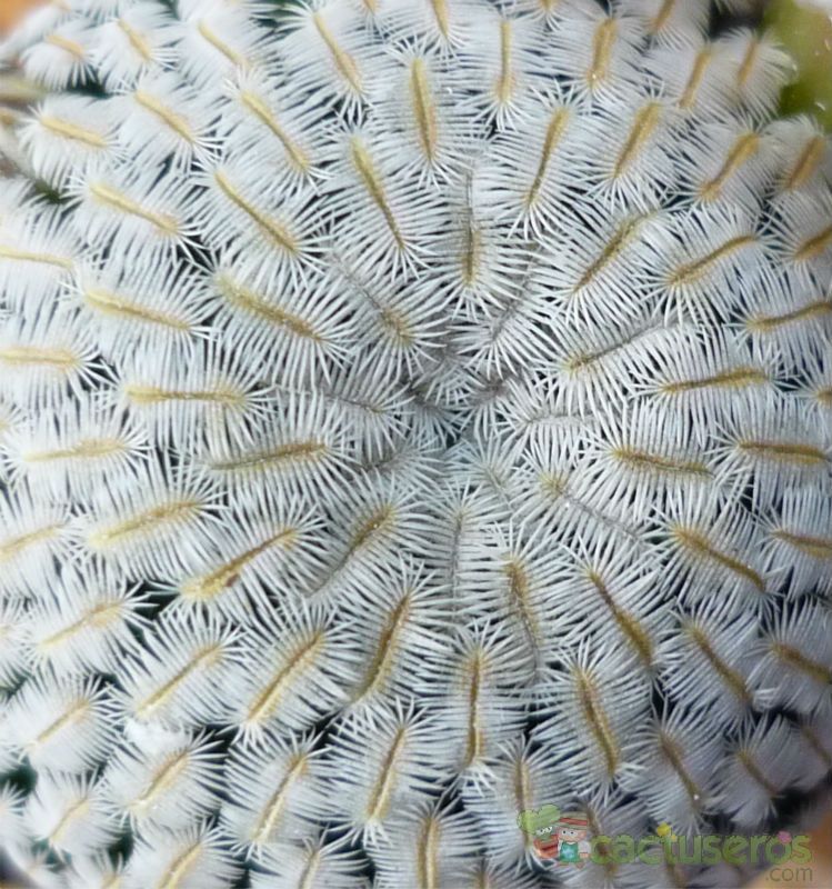 Una foto de Mammillaria pectinifera