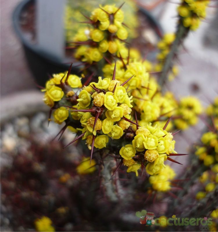 A photo of Euphorbia aeruginosa