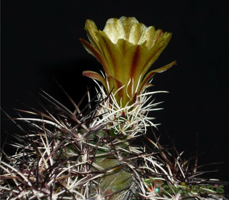 Una foto de Echinocereus viridiflorus var. davisi