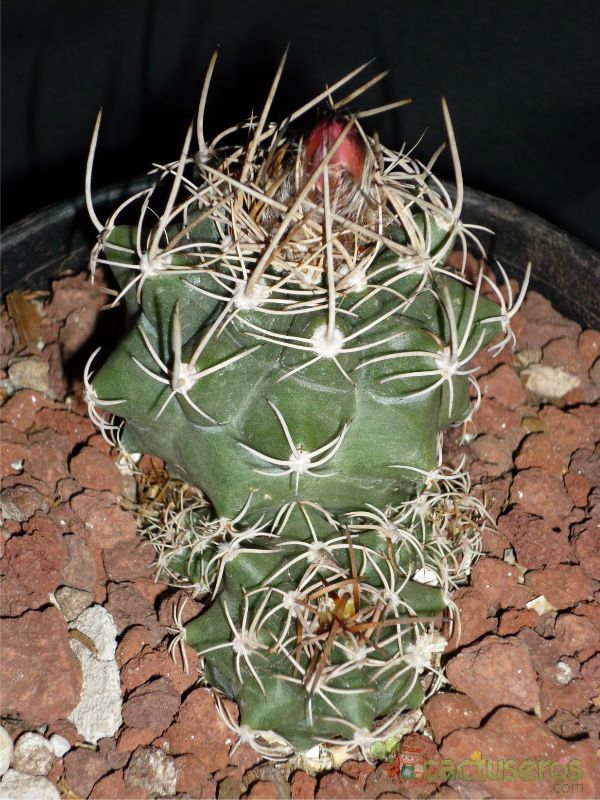 A photo of Matucana paucicostata
