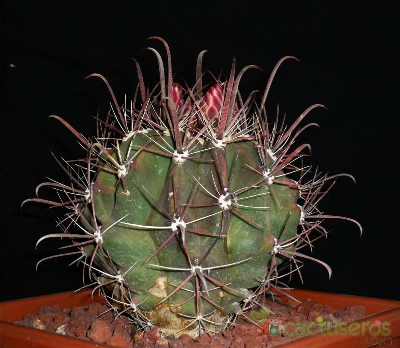 A photo of Ferocactus herrerae