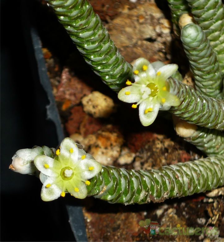 A photo of Anacampseros albissima