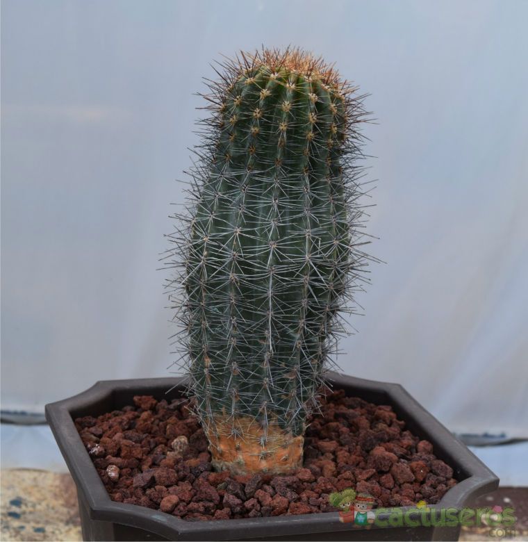 A photo of Carnegiea gigantea
