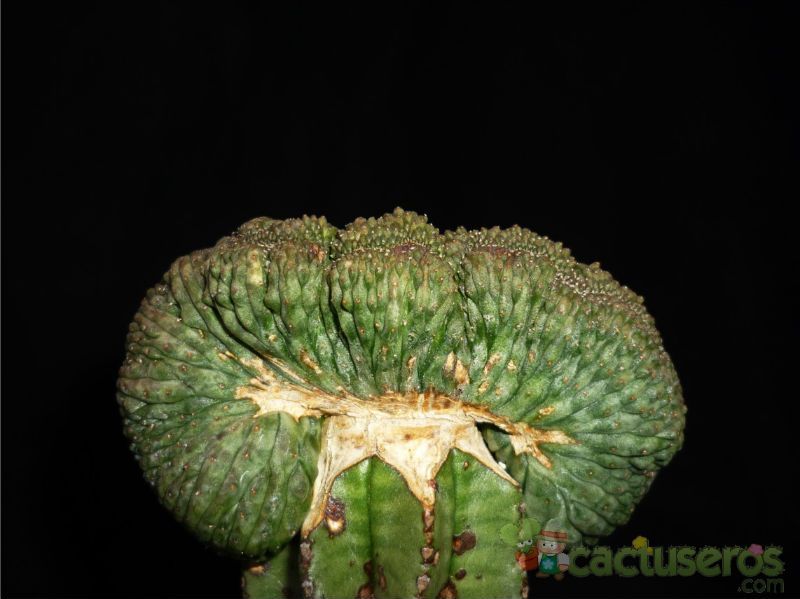 Una foto de Euphorbia obesa fma. crestada