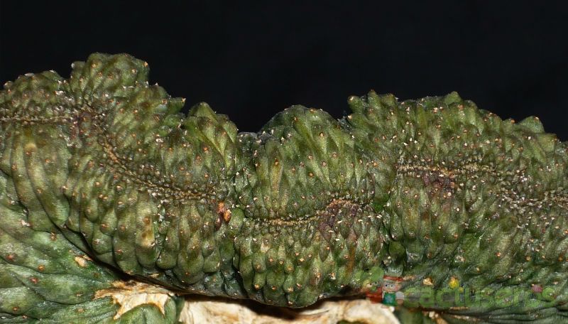 A photo of Euphorbia obesa fma. crestada