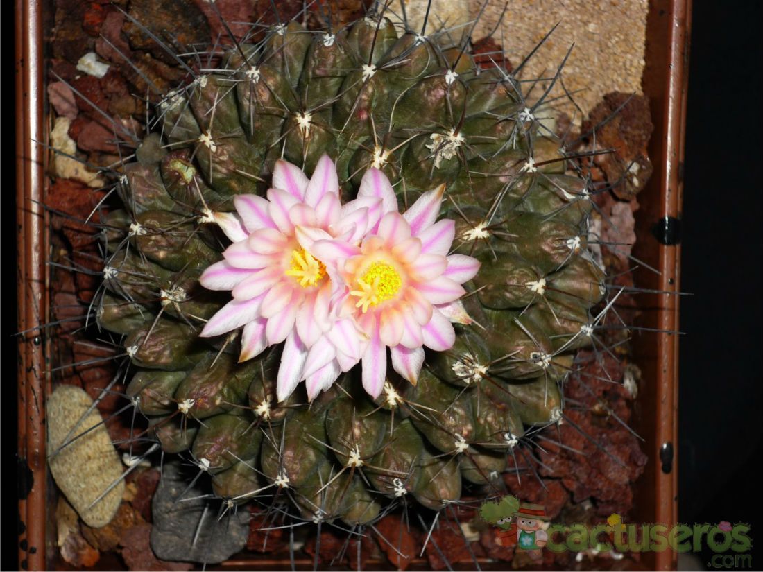 A photo of Thelocactus tulensis