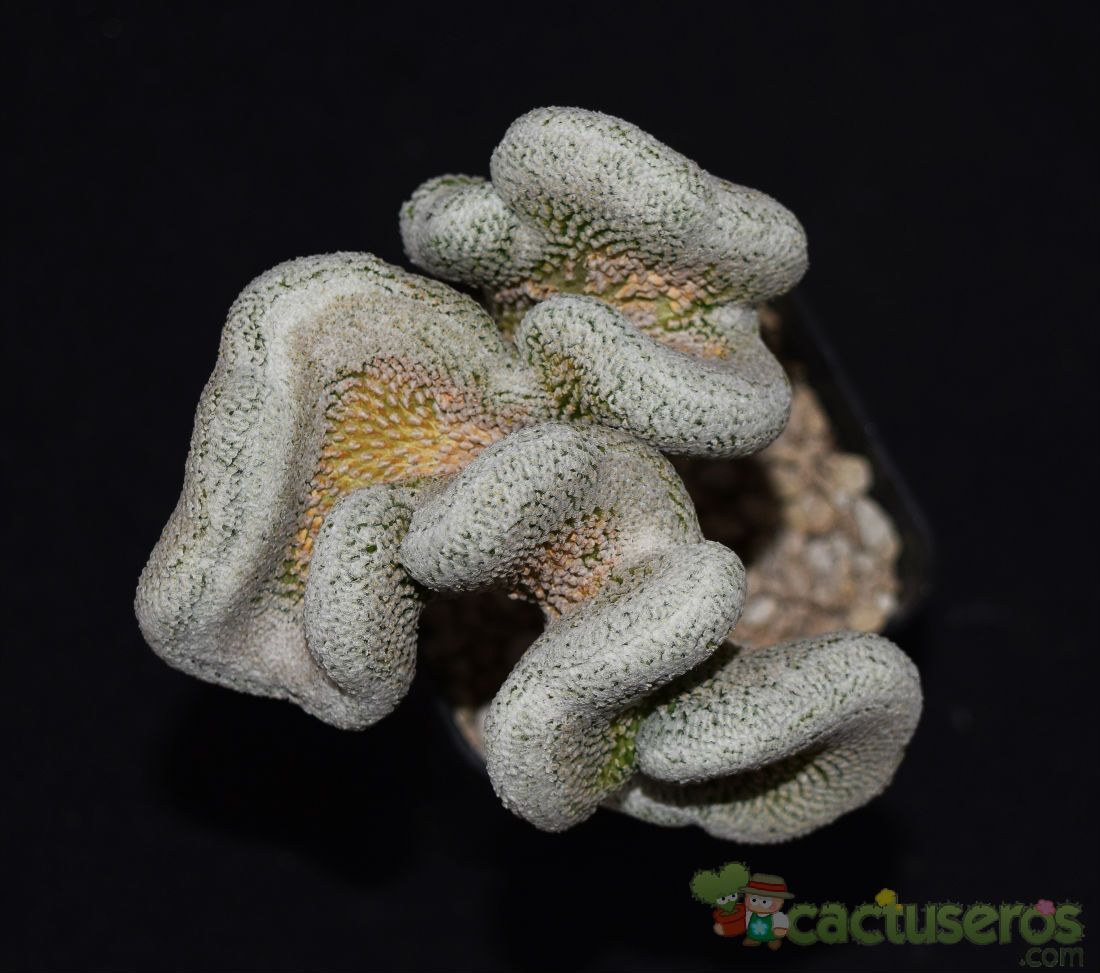 A photo of Pelecyphora strobiliformis fma. crestada