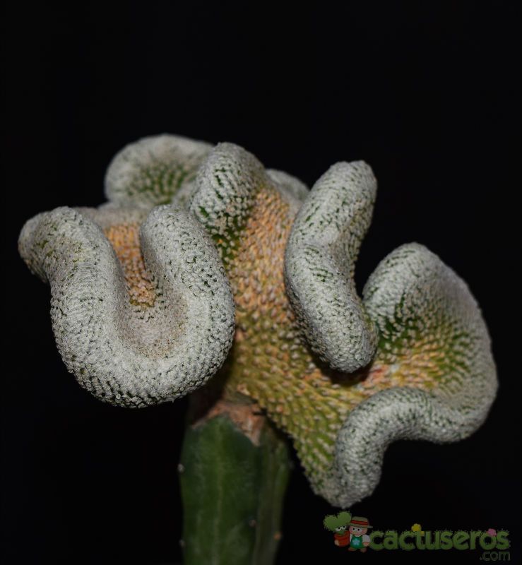 A photo of Pelecyphora strobiliformis fma. crestada