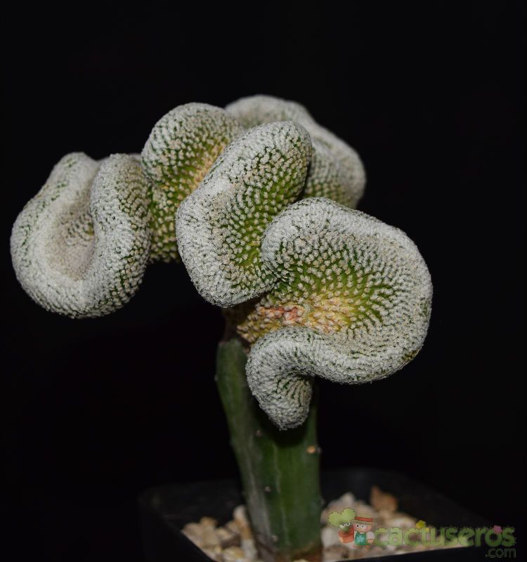 A photo of Pelecyphora strobiliformis fma. crestada