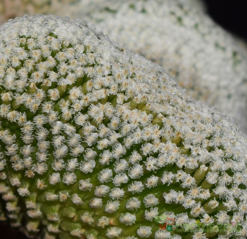 A photo of Pelecyphora strobiliformis fma. crestada