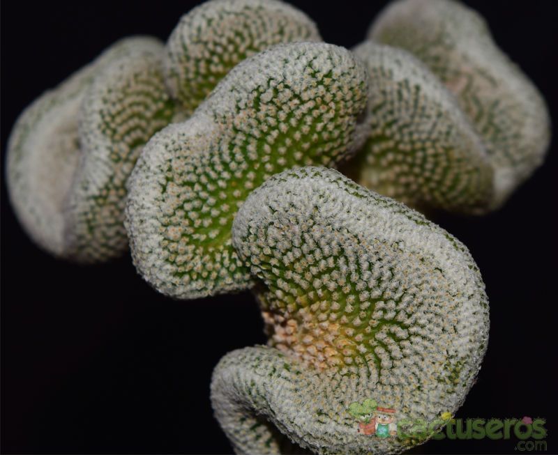 A photo of Pelecyphora strobiliformis fma. crestada