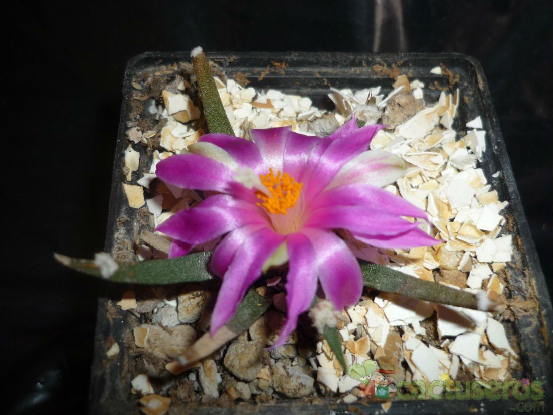 A photo of Ariocarpus agavioides