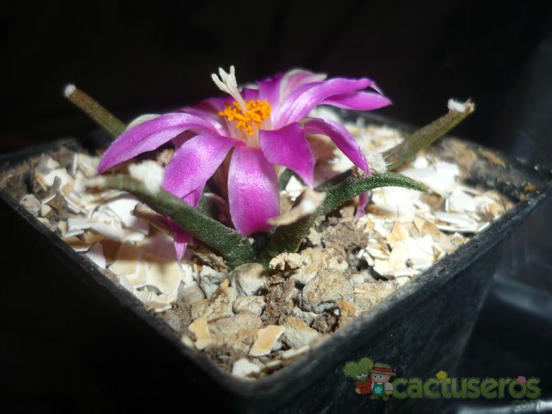 A photo of Ariocarpus agavioides