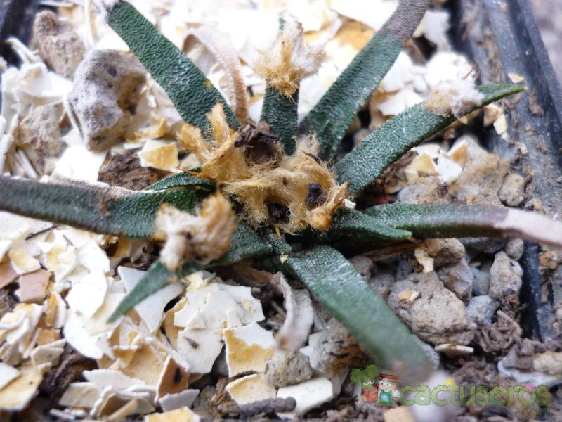 A photo of Ariocarpus agavioides