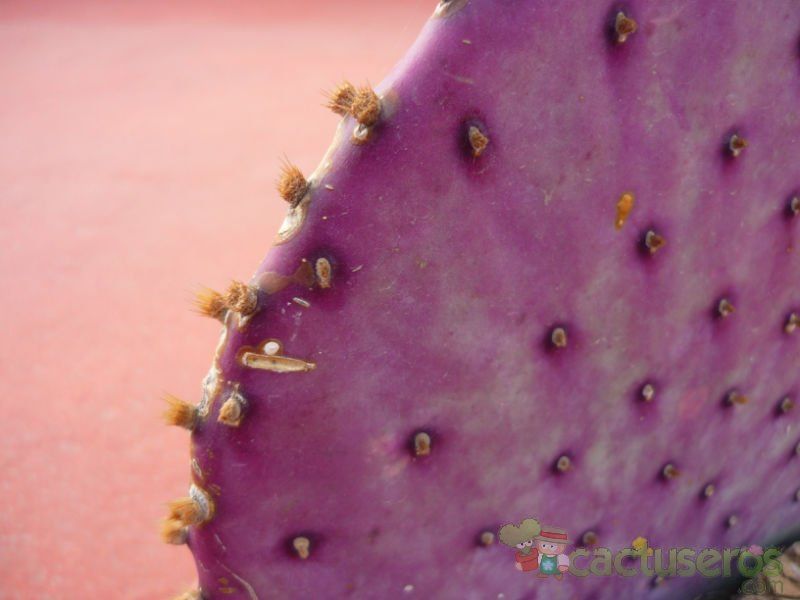 A photo of Opuntia santarita