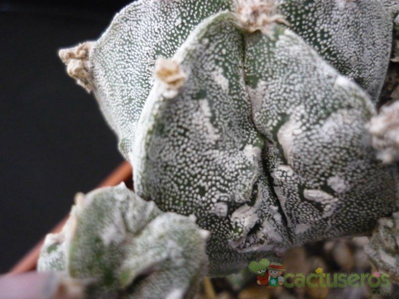 Una foto de Astrophytum myriostigma cv. Hakuun x Fukuryu