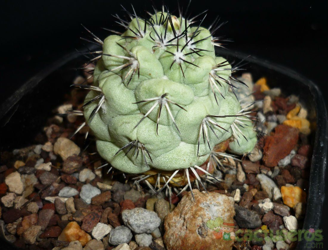 A photo of Ortegocactus macdougallii