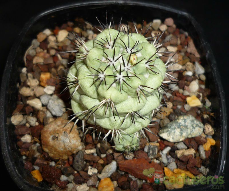 A photo of Ortegocactus macdougallii