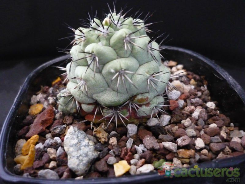 A photo of Ortegocactus macdougallii