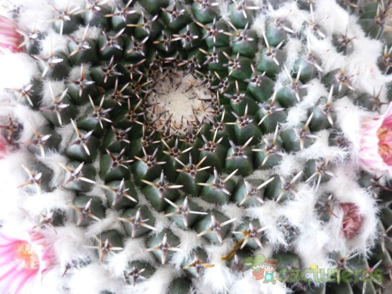 Una foto de Mammillaria pseudocrucigera