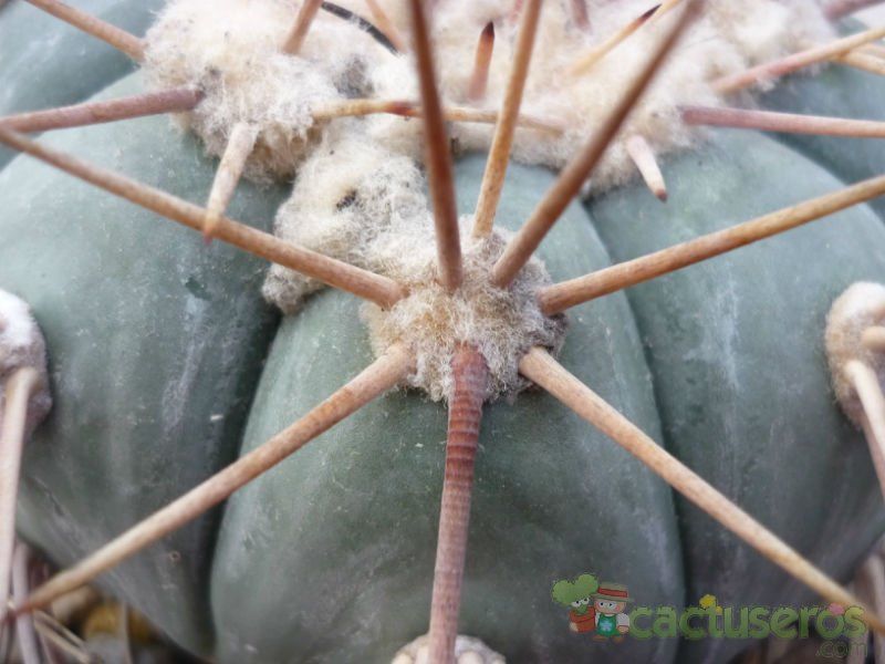 Una foto de Echinocactus horizonthalonius