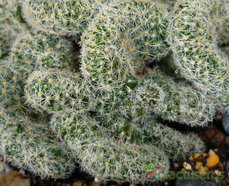 Una foto de Mammillaria schiedeana ssp. giselae fma. crestada