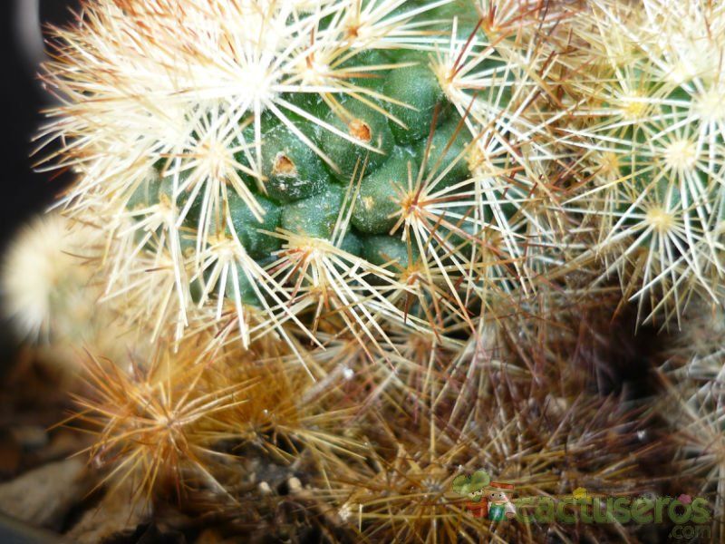 Una foto de Mammillaria densispina