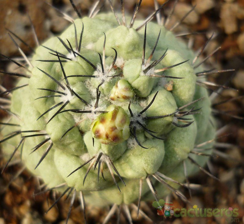 A photo of Ortegocactus macdougallii
