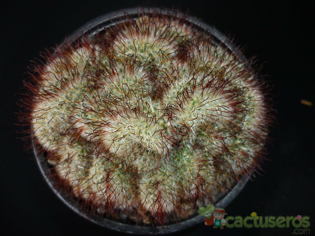 Una foto de Mammillaria bombycina fma. crestada